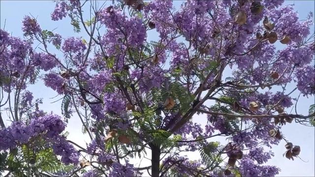 VICTOIA STOIANOVA "ВЕСНА" ("PRIMAVERA") piano -DMITRII UTKIN смотреть онлайн