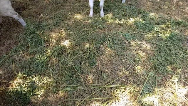 Разведение кур от А до Я за 20 минут - кормление, содержание, размножение кур. смотреть онлайн