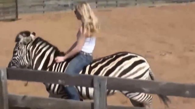 RIDE THE ZEBRA смотреть онлайн