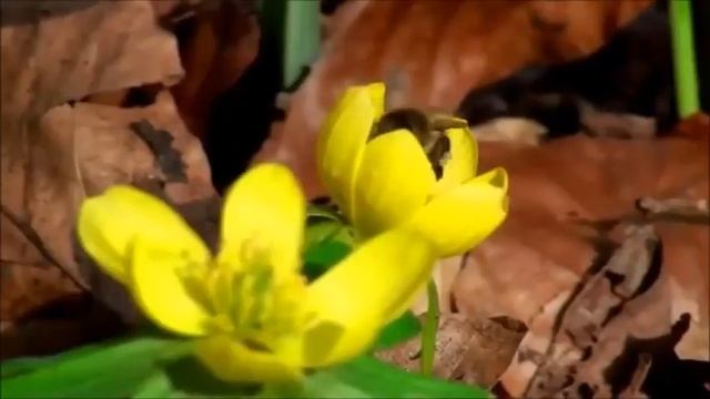 Frederic Chopin - Spring Waltz смотреть онлайн