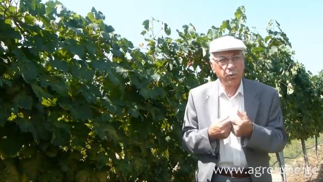 коллекционные плантации грузинских сортов винограда - AZR