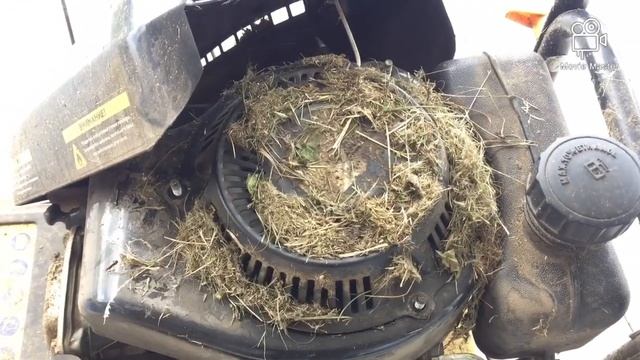 Глохнет газонокосилка Champion LMH 5629 смотреть онлайн