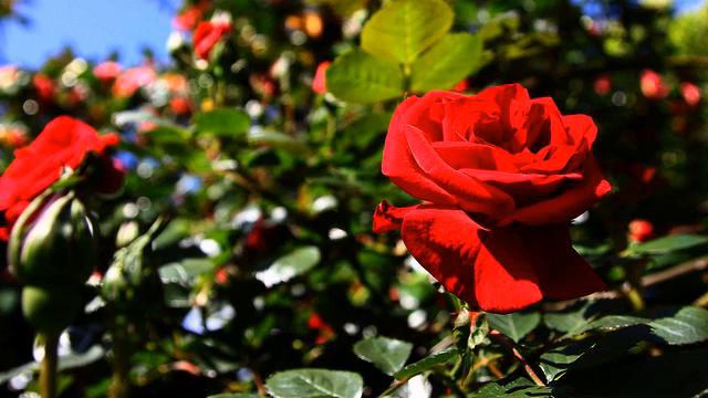 Лучшая русская музыка и фото - класс! смотреть онлайн