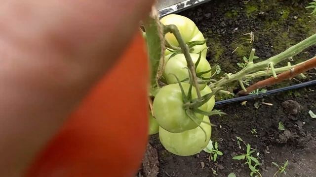 Томат народный КОРМИЛЕЦ, урожай ведрами, вкусный, сладкий, не капризный, всегда будете с урожаем смотреть онлайн