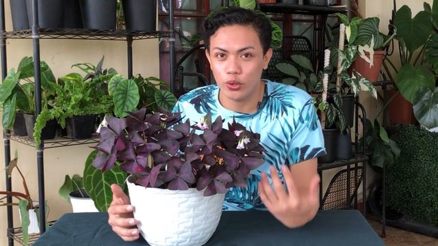 HOW I GROW MY OXALIS TRIANGULARIS PLANT | CARE TIPS SHAMROCK PLANT BUTTERFLY PLANT BURGUNDY PLANT смотреть онлайн