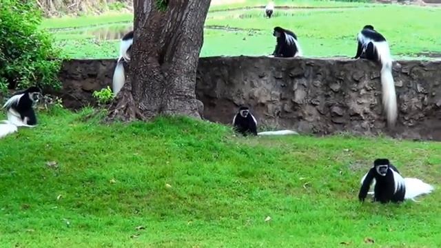 Black & White Colobus Monkeys At Mount Meru Game Lodge & Sanctuary