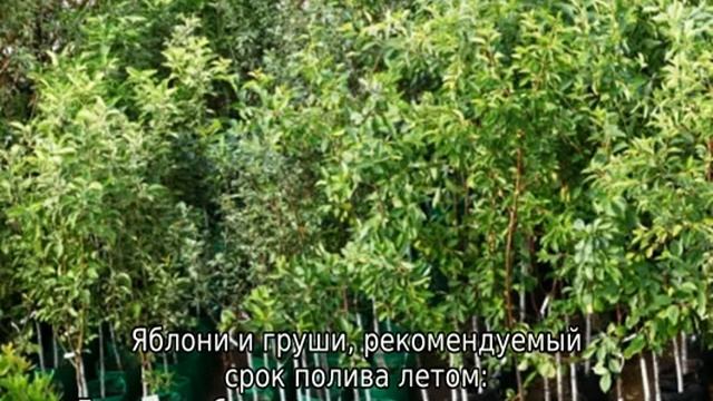 Полив плодовых деревьев смотреть онлайн