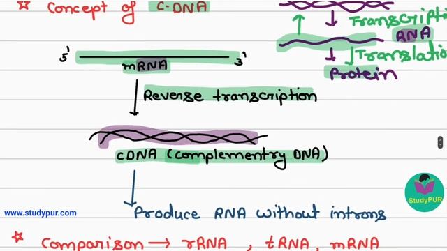 What is Complementary DNA/cDNA/reverse transcription/RNA without introns/ class 12/Biology смотреть онлайн