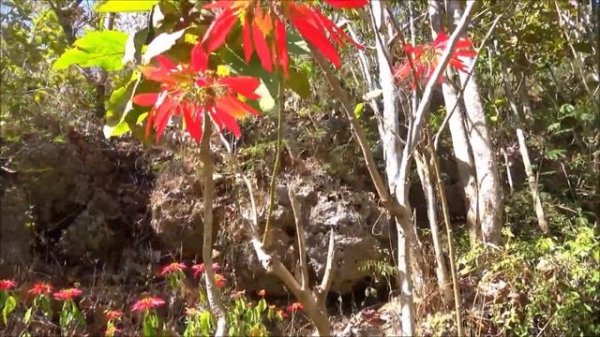 Poinsettia (Euphorbia pulcherrima)