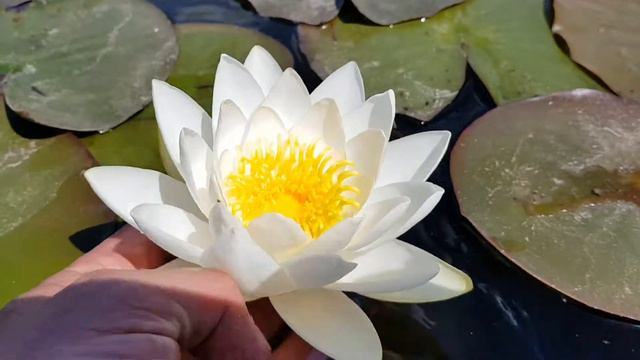 нимфея Gladstoniana (nymphaea Gladstoniana) видео от 5 июня 2018 г. смотреть онлайн