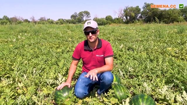 Арбузы в открытом грунте. Арбуз Маристо F1. Отзывы смотреть онлайн