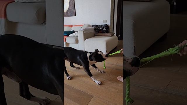 Кто сильнее годовалый Амстафф или 8 летний ребёнок? Амстафф Тайсон, American Stafford dog toy смотреть онлайн