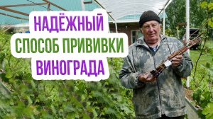 Прививка винограда черное в черное, черное в зеленое, зеленое в зеленое. Как прививать виноград?