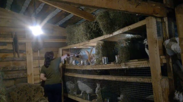 Вот зачем нужны ремонтные самки. смотреть онлайн