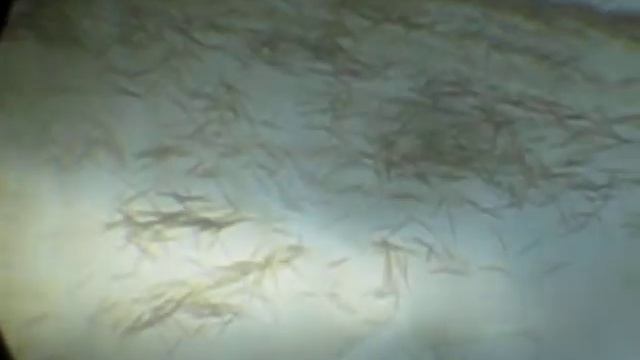 Животные Смешно Шутят