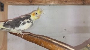 За сколько времени обрастут перья у ощипанных птенцов корелл.