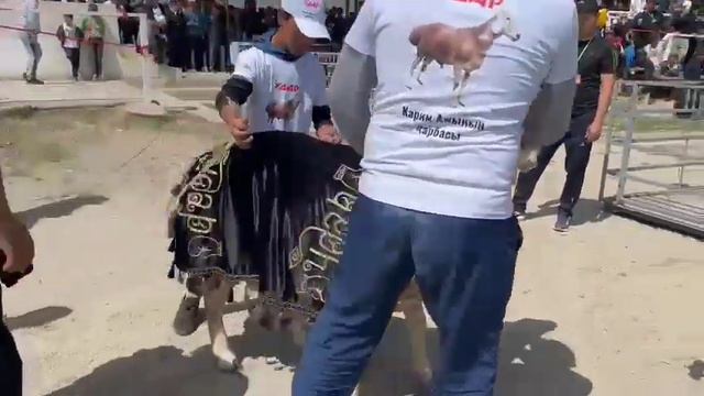 Выставка 20.05.2023 Козу тиш боюнча Чемпион болду. Атактуу Удар смотреть онлайн