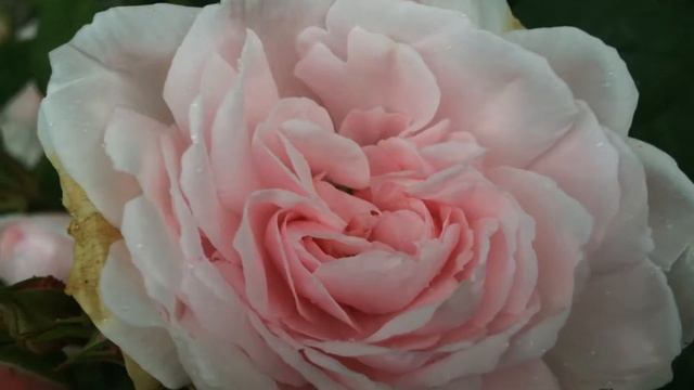Rose 'Barbara Austin' de 'David Austin' l'excellence est rose смотреть онлайн