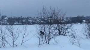 Снегоход Буран, испытание  по мокрому снегу