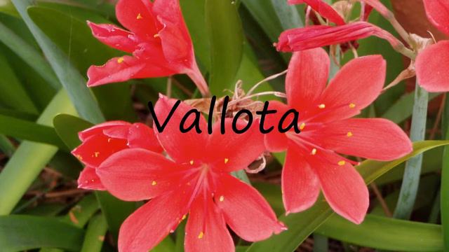 How to Pronounce Vallota? смотреть онлайн