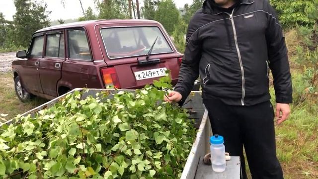 Когда и как правильно нужно заготавливать берёзовые веники для бани. смотреть онлайн