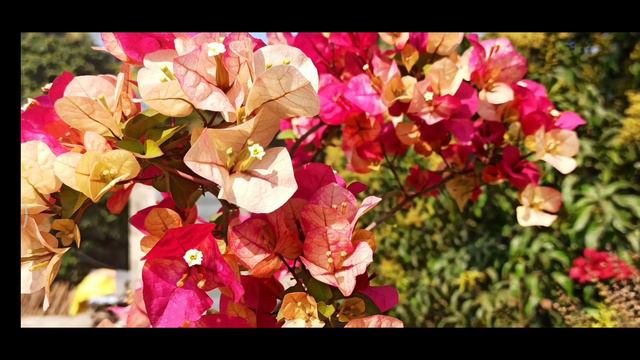 Bougainvillea Id| Bougainvillea Chitra