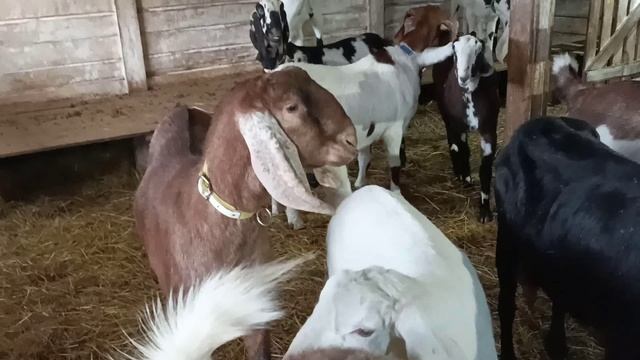 НАШУ КОРОВКУ КТО ТО КУСАЕТ смотреть онлайн