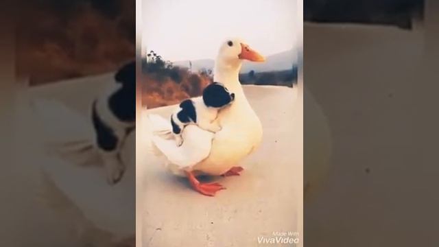 наши любимые животные , они такие милые !!!🐶🐱 смотреть онлайн