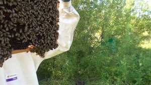 Роеловство 2021/ ловля роёв / ловушка для пчёл