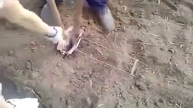 Как нужно сажать картошку! смотреть онлайн