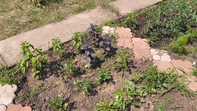 Картошка, которая не цветет/ помидоры ? #помидоры #картофель #огород смотреть онлайн