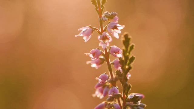HEATHER - Canon EOS C300 Mark III Cinematic Testshots 120 FPS 4K смотреть онлайн