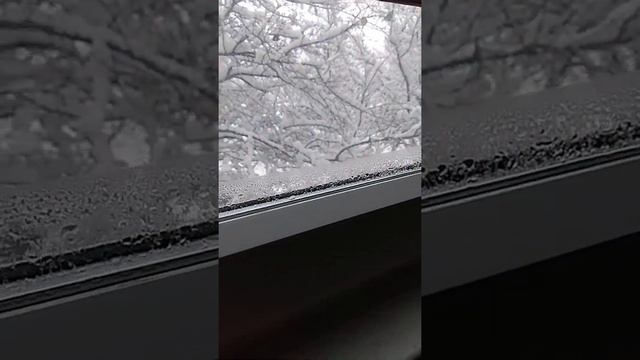 Охота кота Семёна смотреть онлайн