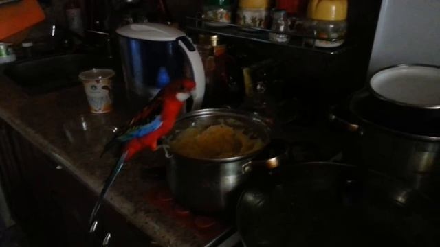 Попугаи кушают картошку. Корелла Розелла. 