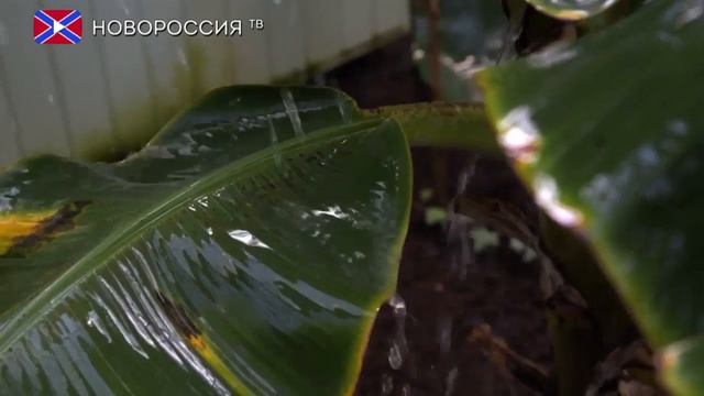 Школа садовника в Донецком ботаническом саду смотреть онлайн