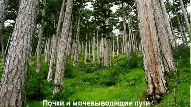 Почки смотреть онлайн