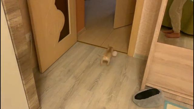 Моя маленькая львица, духом Льва!!! смотреть онлайн