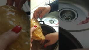 Как делить Чайный Гриб