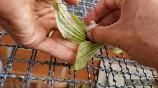 Como acabar com ácaros nas Orquídeas - Guia prático смотреть онлайн