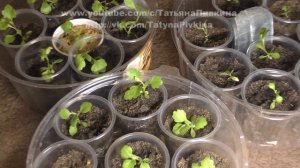 Хризантемы из семян, после пикировки, (ч.4) 30 апреля 2016 год