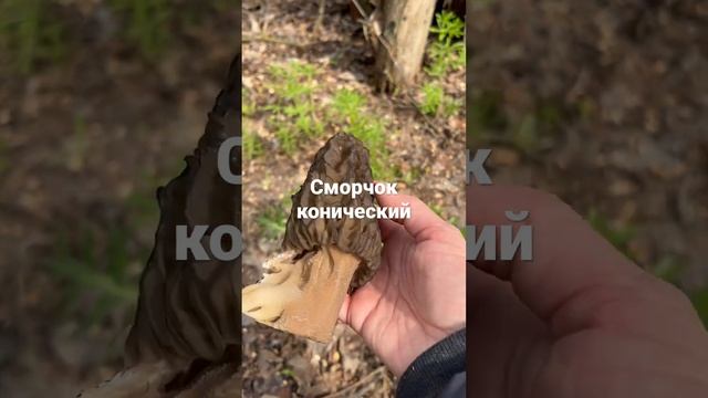 Сморчок конический. Крупняк смотреть онлайн