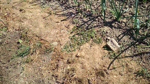 Посадка саженцев клубники смотреть онлайн
