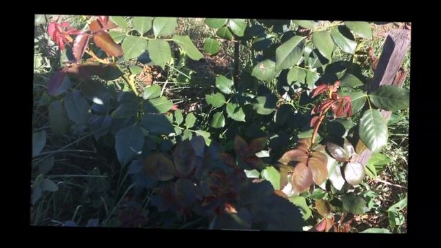 Плетистые Розы Парад Parade и Пьер де Ронсар- 1-ое цветение после посадки /Life in the village смотреть онлайн