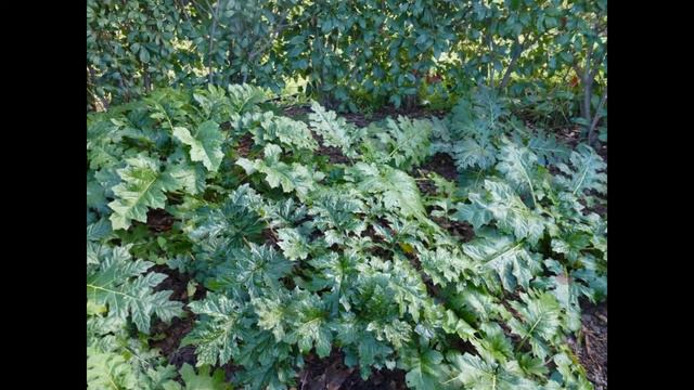 АКАНТ (ACANTHUS) сем. Акантовые (Acanthaceae) смотреть онлайн