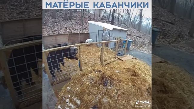 Whatsaper_kabanchiki