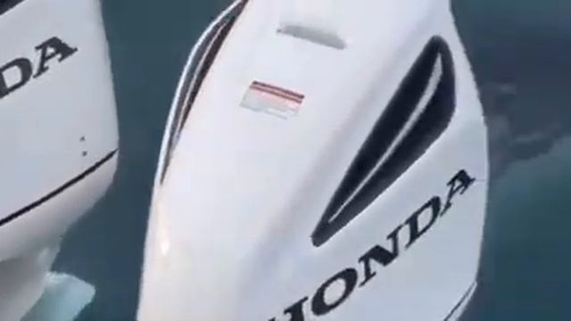 Морской котик спасся от касатки! смотреть онлайн