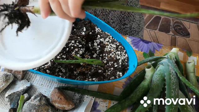 Пересадка алоэ вера и моя коллекция из алоэ. смотреть онлайн