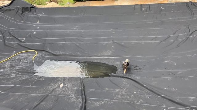 Schwimmteich selber bauen смотреть онлайн