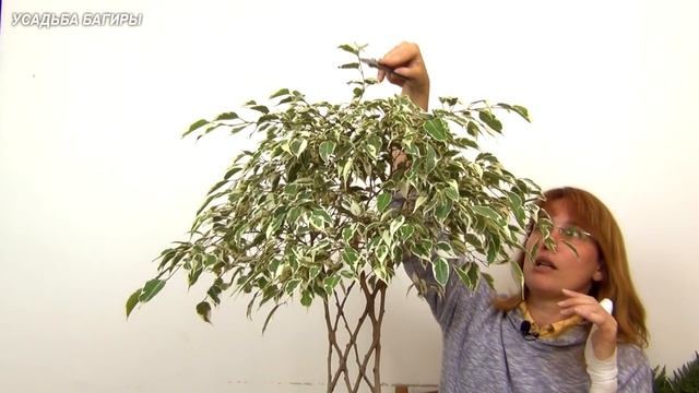 Плоское плетение фикуса Бенджамина (ч.4). смотреть онлайн