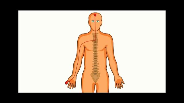 The mystery of chronic pain - Elliot Krane смотреть онлайн